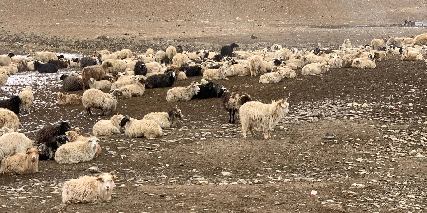 Are-Animals-Killed-for-Pashmina-Shawls Shahkaar