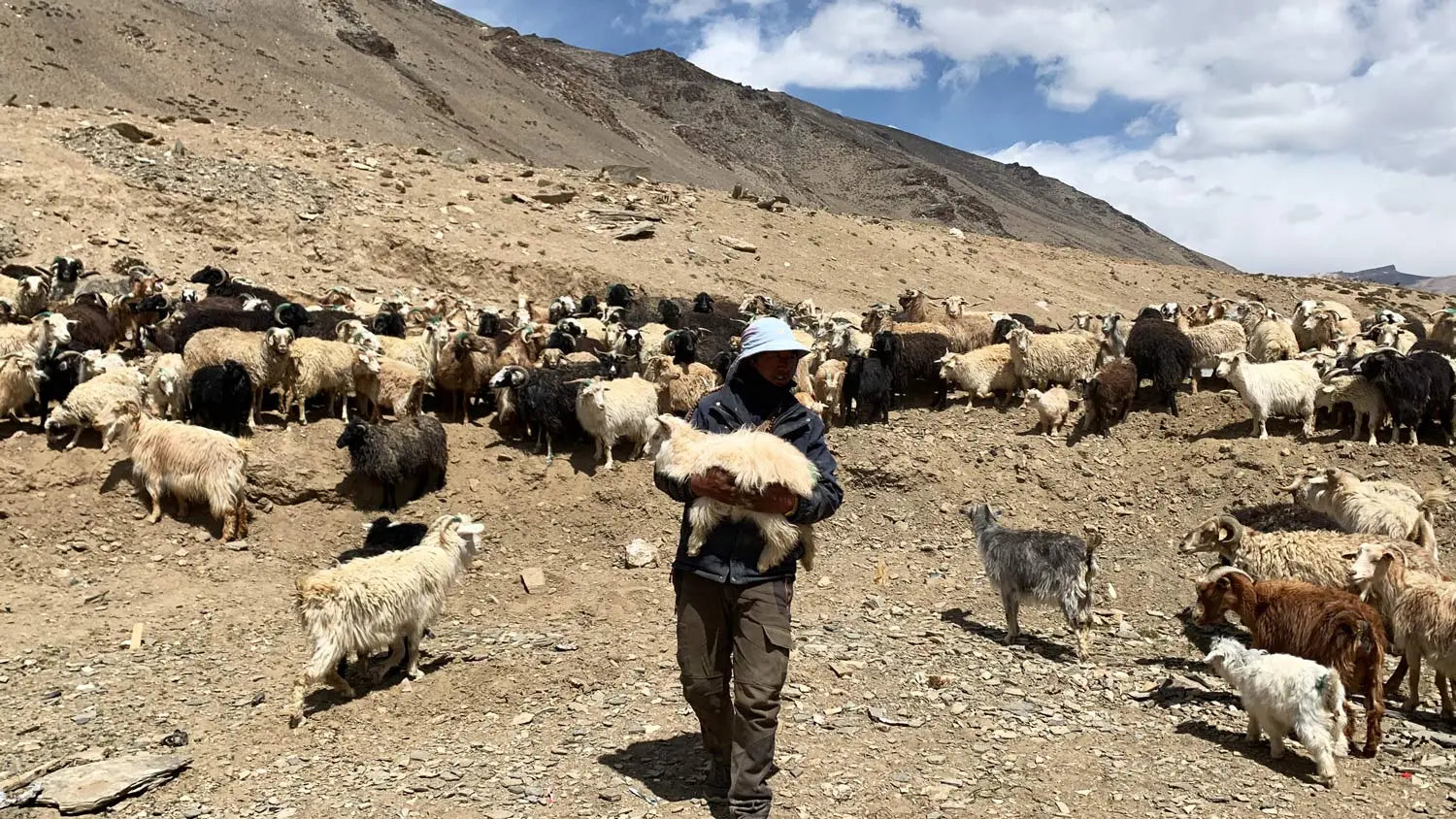 Pashmina-Everything-You-Need-to-Know-About-the-Luxurious-Wool-from-the-Himalayas Shahkaar